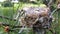 Real Bird nest empties on tree branches.