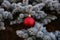 Real Blue spruce Christmas tree with red ornament for the holidays