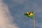 Real Brazilian flag waving against a blue sky