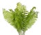 Real bush of a green forest fern plant