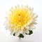 Real Chrysanthemum: A Bold And Graceful Flower With Tangible Texture