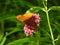 Real Closeup of Silver Washed Fritillary Butterfly (Argynnis paphia) an Orange Butterfly on Pink Flower
