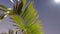 Real coconut palm tree against sky