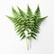 Real Fern Leaves On White Background: A Modern Composition Inspired By Elke Vogelsang And Francois Boquet