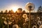 Real field and dandelion at summer sunset. Beautiful summer background