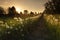 Real field and dandelion at summer sunset. Beautiful summer background.