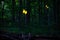 Real fireflies lights in the forest at night magic scenic view