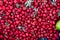 Real food backround: ripe hawthorn berries on display at farmer`s market.