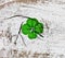 Real Four Leaf Clover on Rustic White Wood background