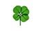 Real Four Leaf Clover on white background