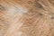 Real fox fur texture close