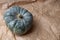 Real fresh gray pumpkin on paper background.