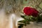 Real fresh Red rose on white silk cloth romantic wedding valentine