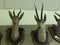 Real Gazelle heads in manial palace