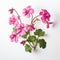 Real Geranium Flower On White Background - Photo-realistic Still Life