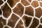 Real giraffe skin or background texture fur. Animal pattern detail wide banner