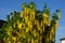 Real golden rain can conjure up an impressive show of long bunches of deep yellow flowers, multiple trunks grow from one place by