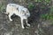 Real gray wolf running, in the forest background. Close to wolf in natural environment. Close up portrait of a Timber wolf in the