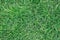 real green grass for pattern and background