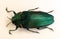 Real green jewel beetle Colobogaster resplendens from Peru. Buprestidae.