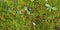 Real Green Moss Seamless Texture