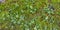 Real Green Moss Seamless Texture