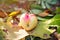 Real Heart Shaped Apple on Autumn Foliage and Grass