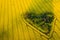 Real heart shaped copse of forest among rape field. Nature love. Valentine symbol.