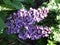 A real highlight for the garden is the precious lilac `Sensation`. Berlin, Germany.