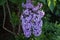 A real highlight for the garden is the precious lilac `Sensation`. Germany