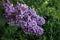A real highlight for the garden is the precious lilac `Sensation`. Germany
