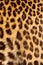 Real jaguar skin