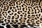 Real jaguar skin at magnificent