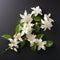 Real Jasmine Flower Bunch - Organic Sculpting With Elaborate Borders