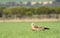 real kite with a prey in the field