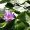 Real lake with lotus flowers, wild nature oriental
