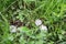 Real large hail of ice, on green grass in spring