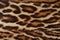 Real leopard fur background