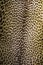 Real Leopard - Fur Pattern