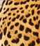 Real Leopard Skin