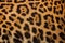 Real Leopard Skin for background