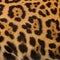 Real Leopard Skin for background