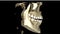 Real life MRI scan of man jaws for stomatology dentist research new quality medical science dental footage animation