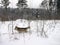 Real Lithuanian winter and Alaskan Malamute enjoying it