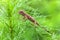 Real lizard resting on a wet green leaf