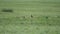 Real Marmot in a Meadow Covered With Green Fresh Grass