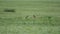 Real Marmot in a Meadow Covered With Green Fresh Grass