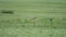 Real Marmot in a Meadow Covered With Green Fresh Grass