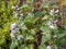 Real marshmallow Althaea officinalis medicinal plant