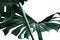 Real monstera leaves decorating for composition design. Tropical